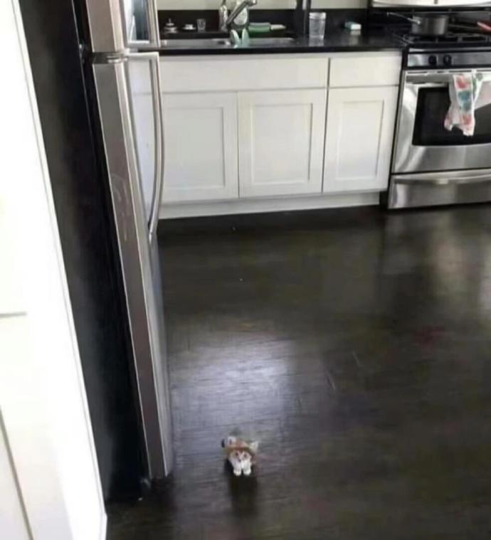 小猫很贵吗？怎么才买这么一点 