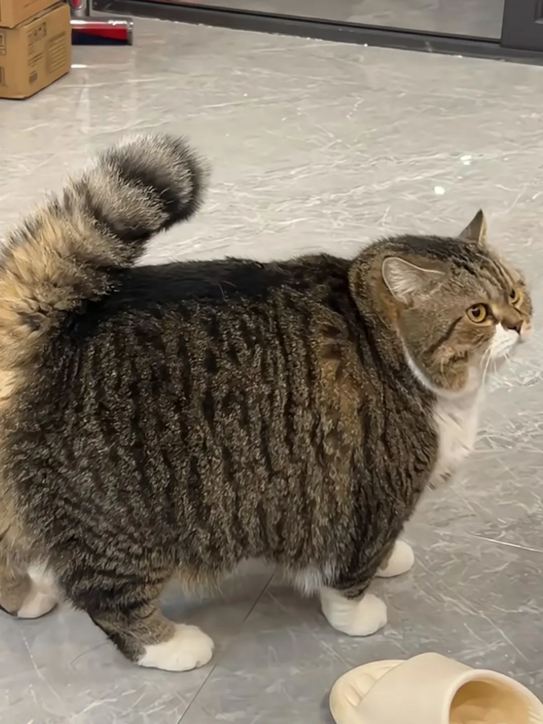 好肥好大一只猫猫