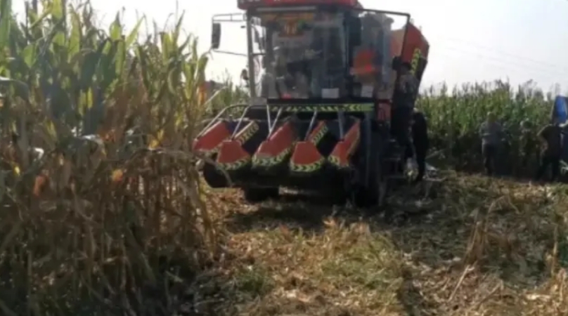 “白嫖成功了！”7旬大妈跑到邻居玉米里捡玉米，被邻居驱赶离开后，又偷偷溜回躲在邻