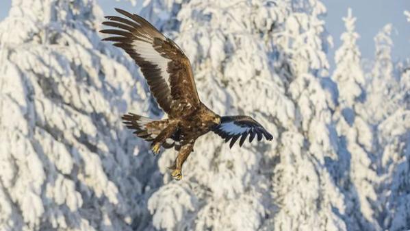 内蒙边防战士救受伤金雕, 1年后遭五头野狼袭击, 金雕赶来大展神威