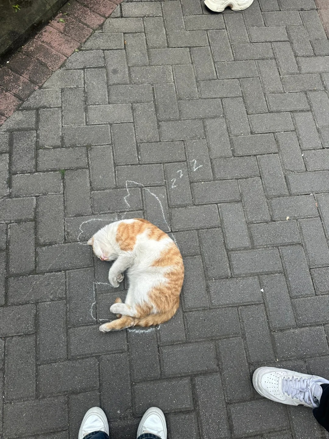 睡出来了的受害猫
寒假过后乖巧不少，终于不打人了