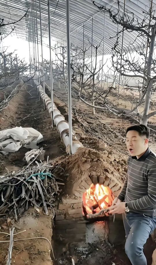 难怪反季水果贵