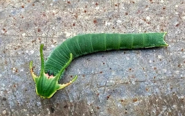 今天看到一个有点像龙的东西，有认识的吗。