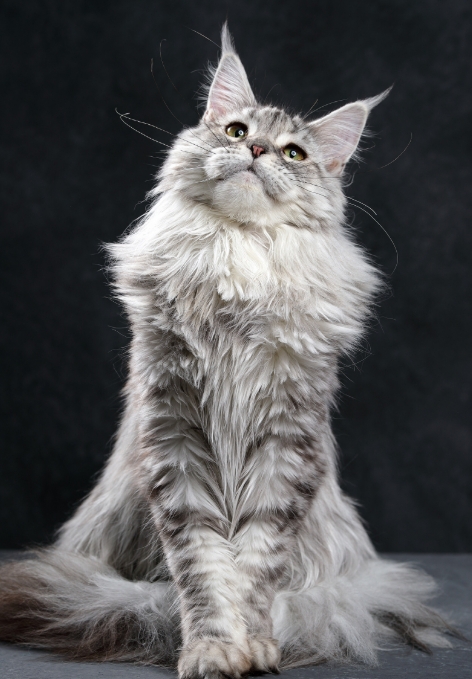 缅因猫：北美大块头，聪明又温顺的萌宠！