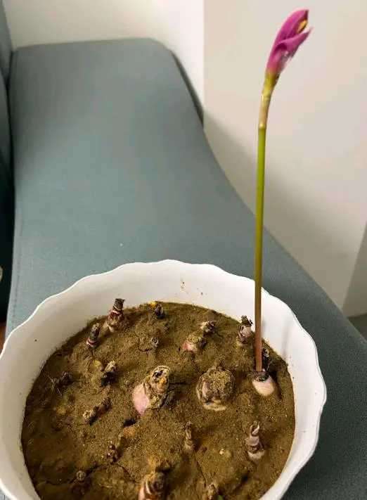 这是郁金香吗？