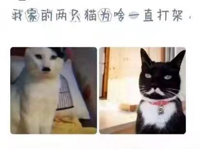 我家的两只猫为啥一直打架？