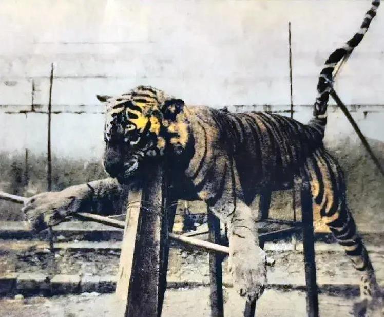 1941年，四川仁寿县，一只老虎被当地乡警队和百姓合力猎杀。他们把死掉的老虎用铁