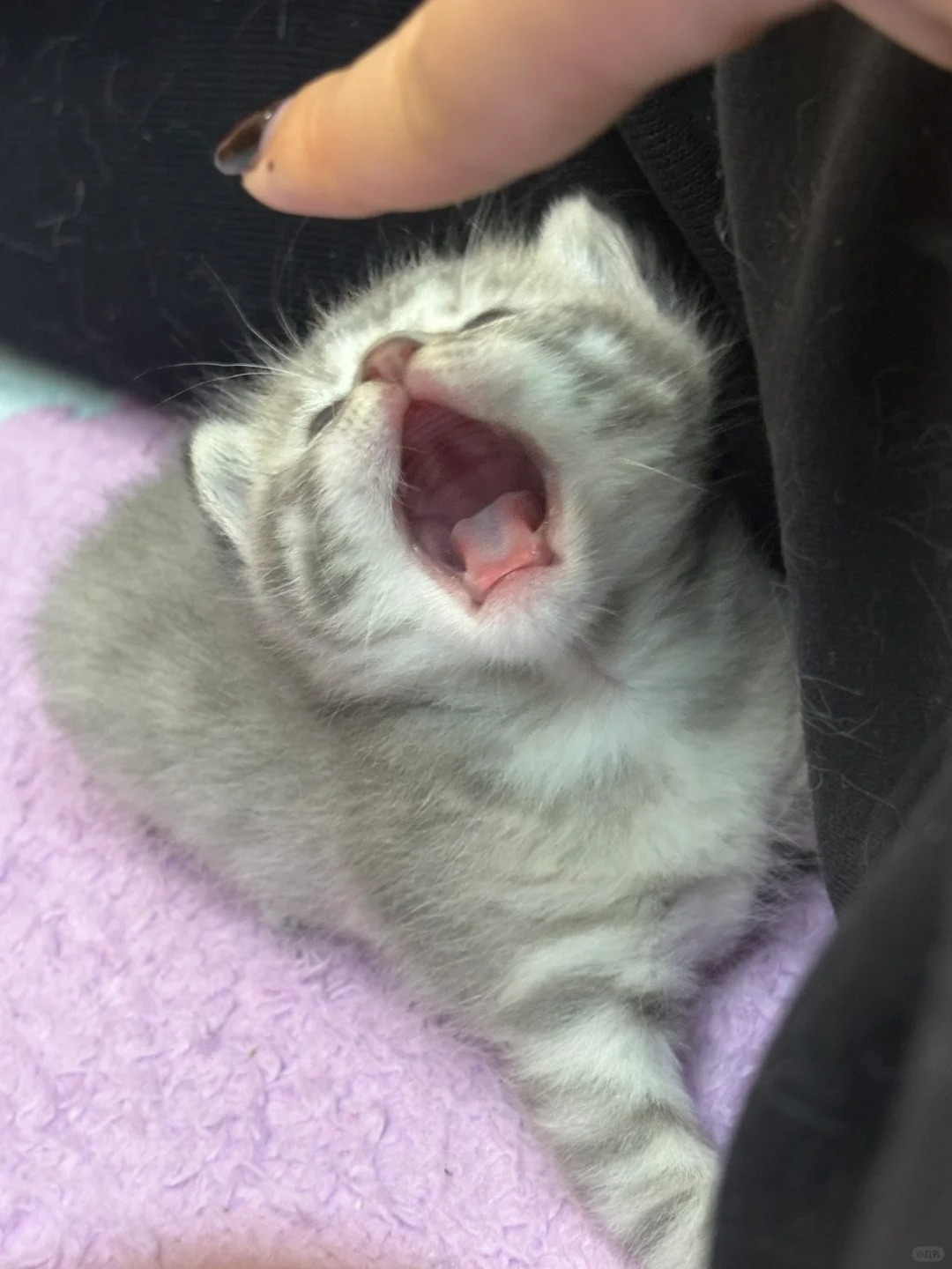 来看肉嘟嘟的小奶猫！！！
小猫学会爬爬咯！！！当猫猫🐛咯！
