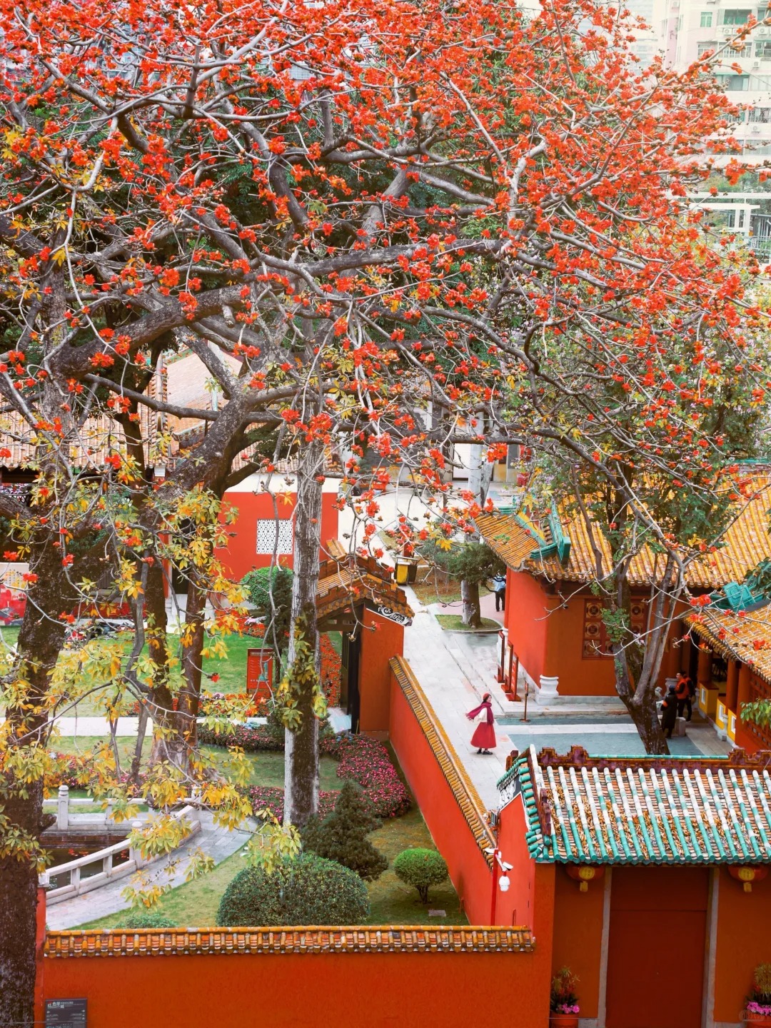 春色满园关不住🌺广州小故宫木棉花开好了！
英雄花开英雄城🌺，广州木棉花开满枝