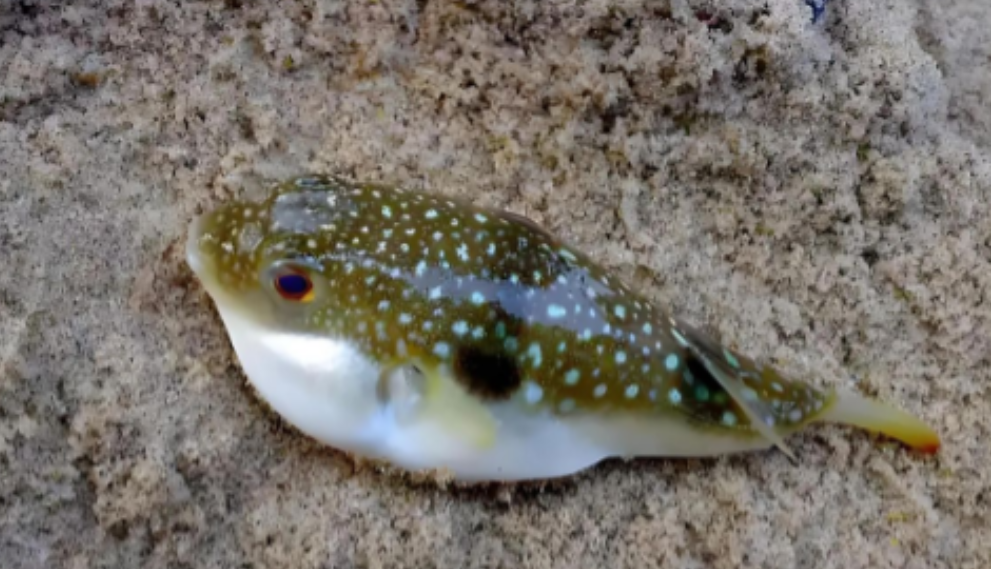 北京，一男子在宾馆餐厅吃午餐，看见菜单上菊黄河鲀鱼每条358元，男子点了11条，