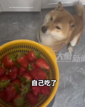 山东枣庄，女子出门遛狗在路边看见有人卖草莓，想着买两盒回家吃。但女子拿着两盒刚要