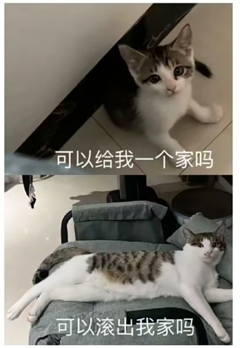 没养过猫，请问一下大家，是这样吗？