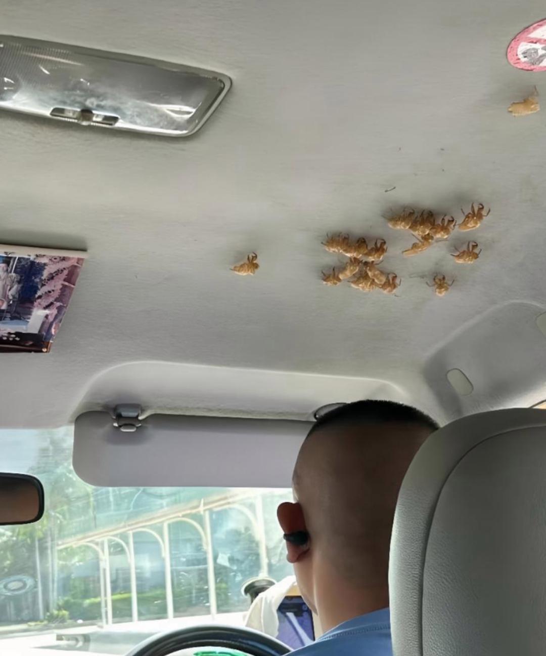 各位家人们！今天乘坐了一辆车，刚上车我便被惊到了。这车顶上怎么长了这么多蝉蜕，这