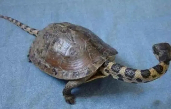这图片不像是P的，钓友们见过这样的龟吗？
