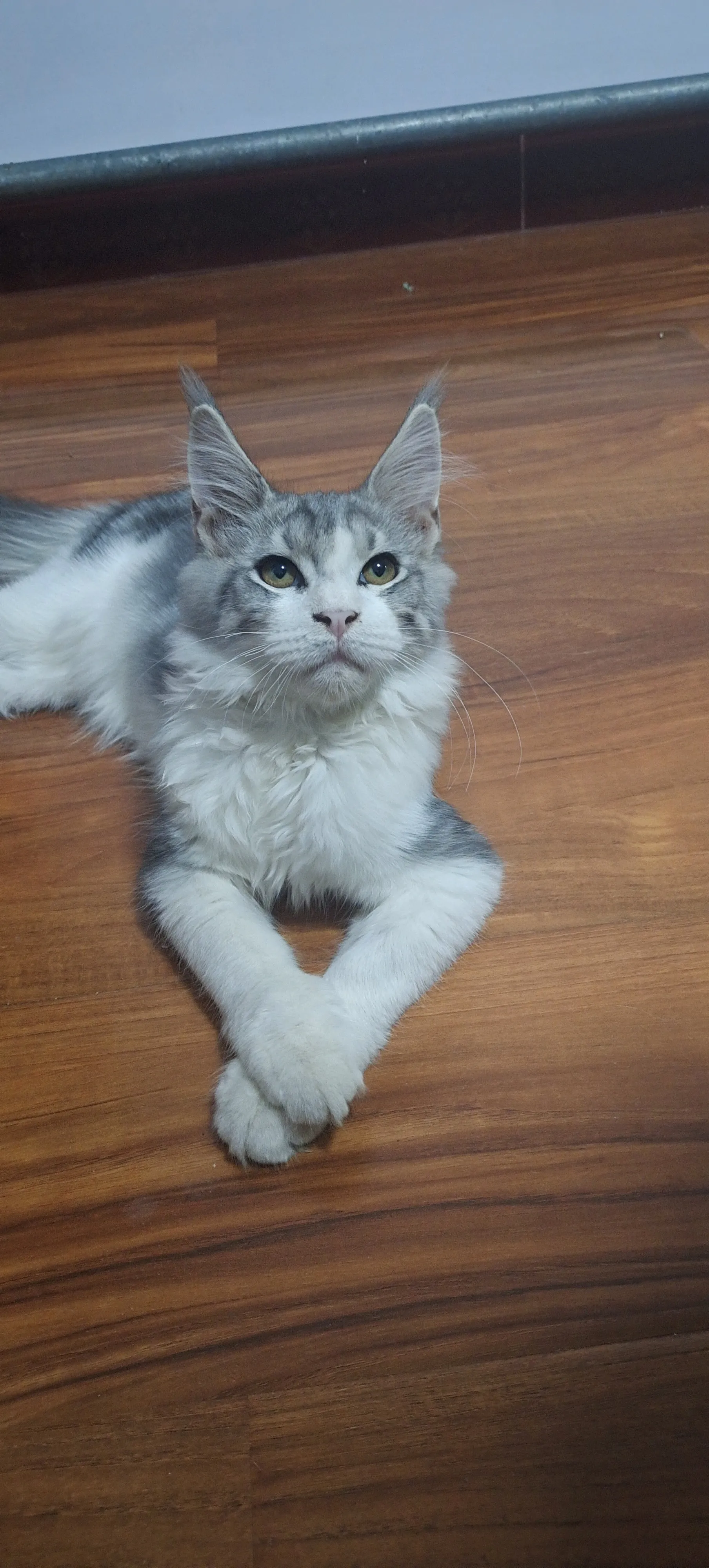 我们家也有聪明猫