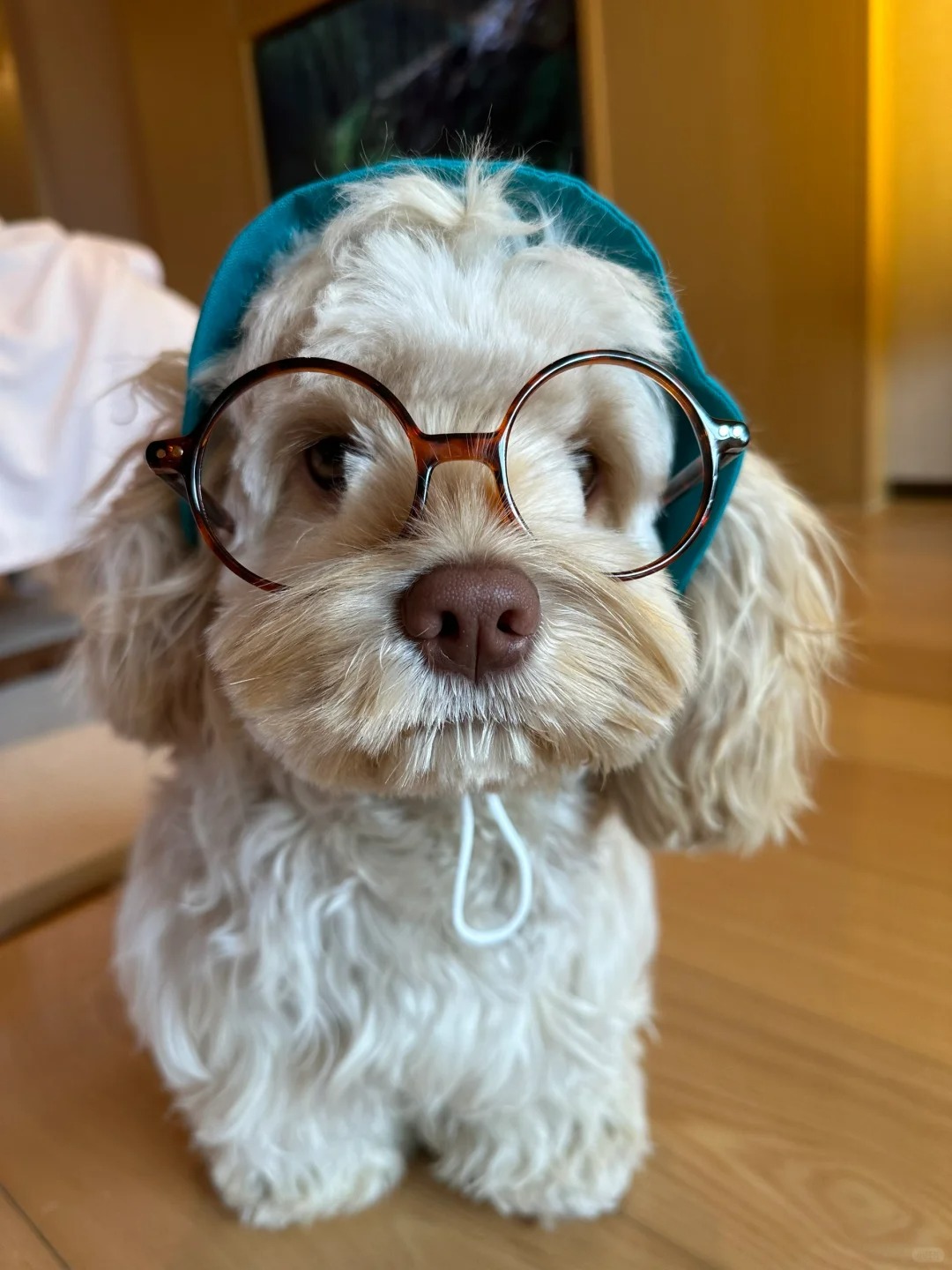 我是狗博士🎓我爱看电视📺
晚上要去逛夜市！