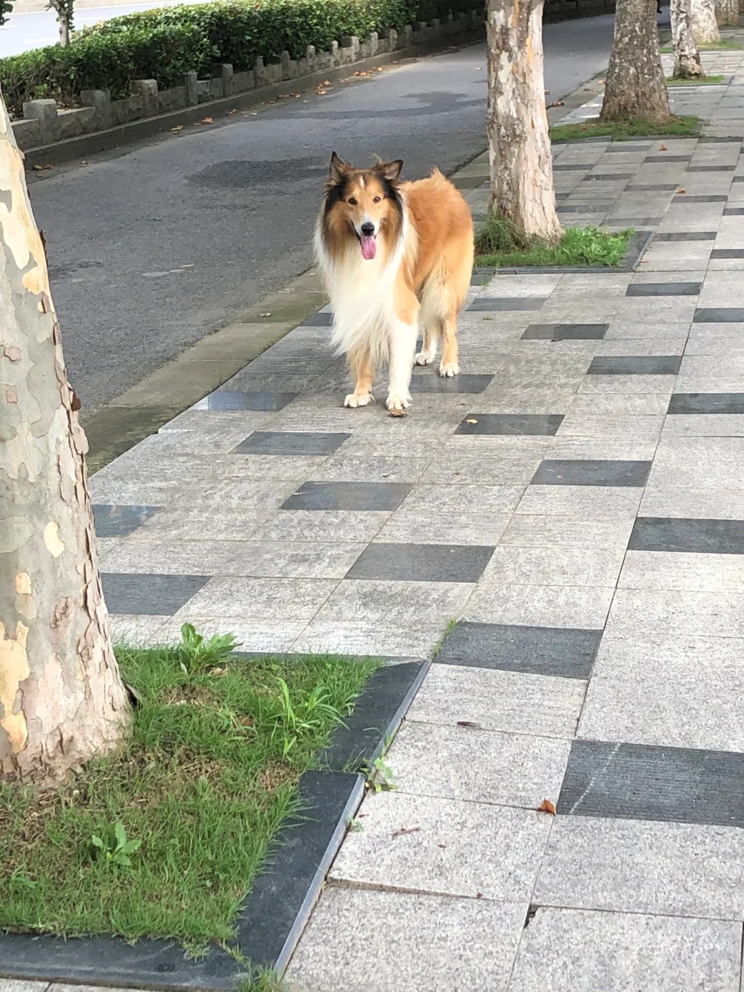 寻狗 拜托帮帮我 奶糖14岁 ¥1w
苏格兰牧羊犬  中大型犬  公  黄白花色