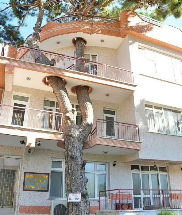 要建新房，又舍不得挖树，那么树房合一会如何