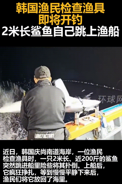 韩国一渔民在夜钓时，船上突然跳上来一个不速之客，一条两米长的鲨鱼，这条鲨鱼自己跳