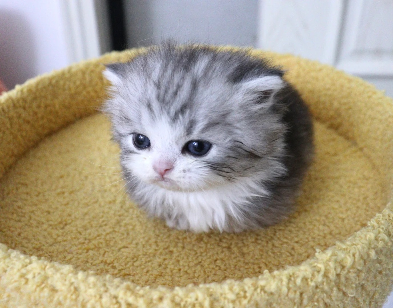 哪有小猫咪脸脸这么臭哒！！！