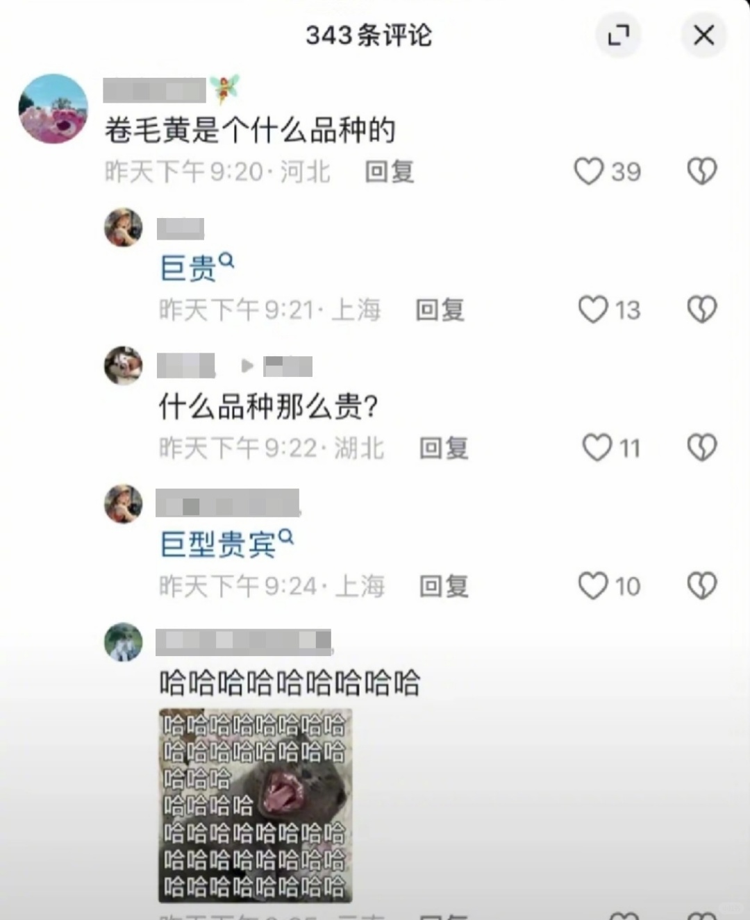 真诚永远是必杀技 3
“卷毛黄是什么品种的？”
“巨贵”
“什么品种那么贵？”
