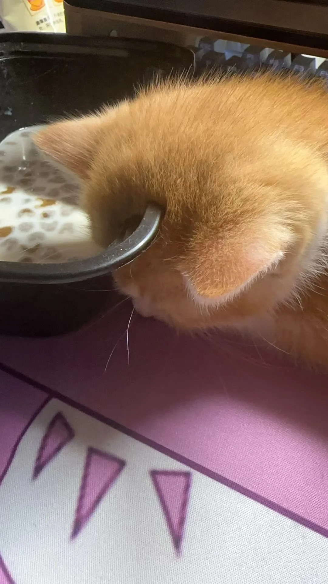 我家猫怎么穿模了😧
小奶猫到家第一天喝奶喝睡着了，莫名的喜感哈哈哈哈奶香宝宝半