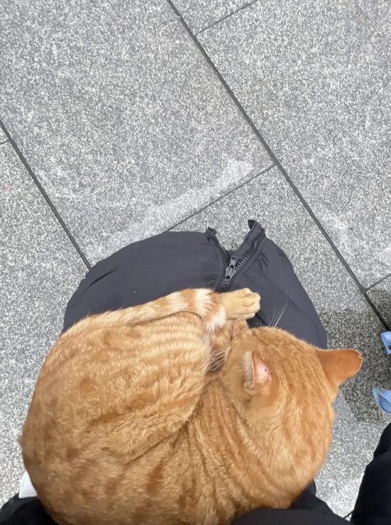 冬天的小猫咪