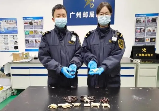 胆子大得吓死人！
广州邮局海关查获两个从境外寄来的包裹，申报内容是“钟表和手表”