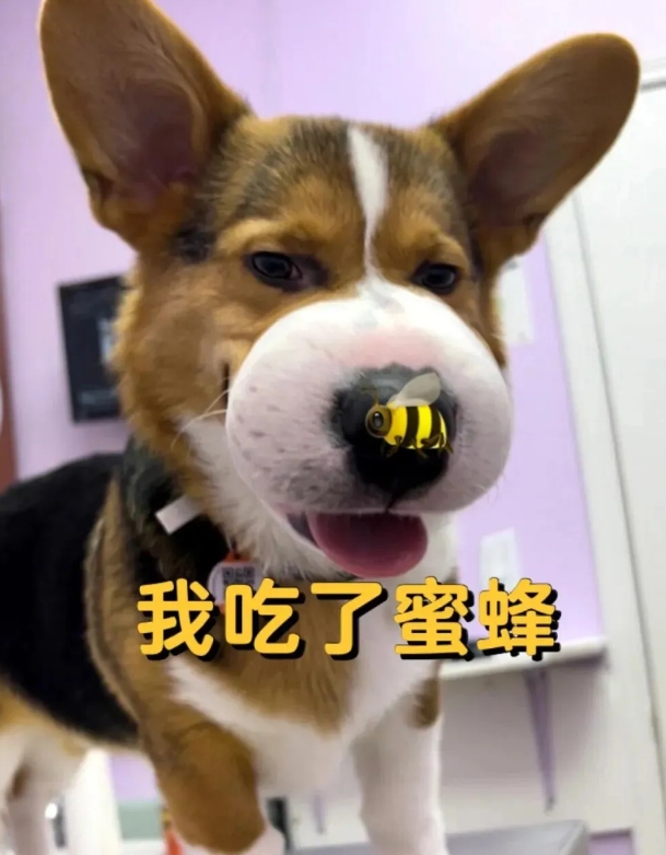 柯基吃蜜蜂差点窒息，幸亏及时送急诊。
