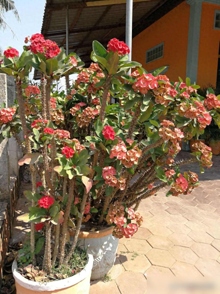 这6种毒花最好别养在家里