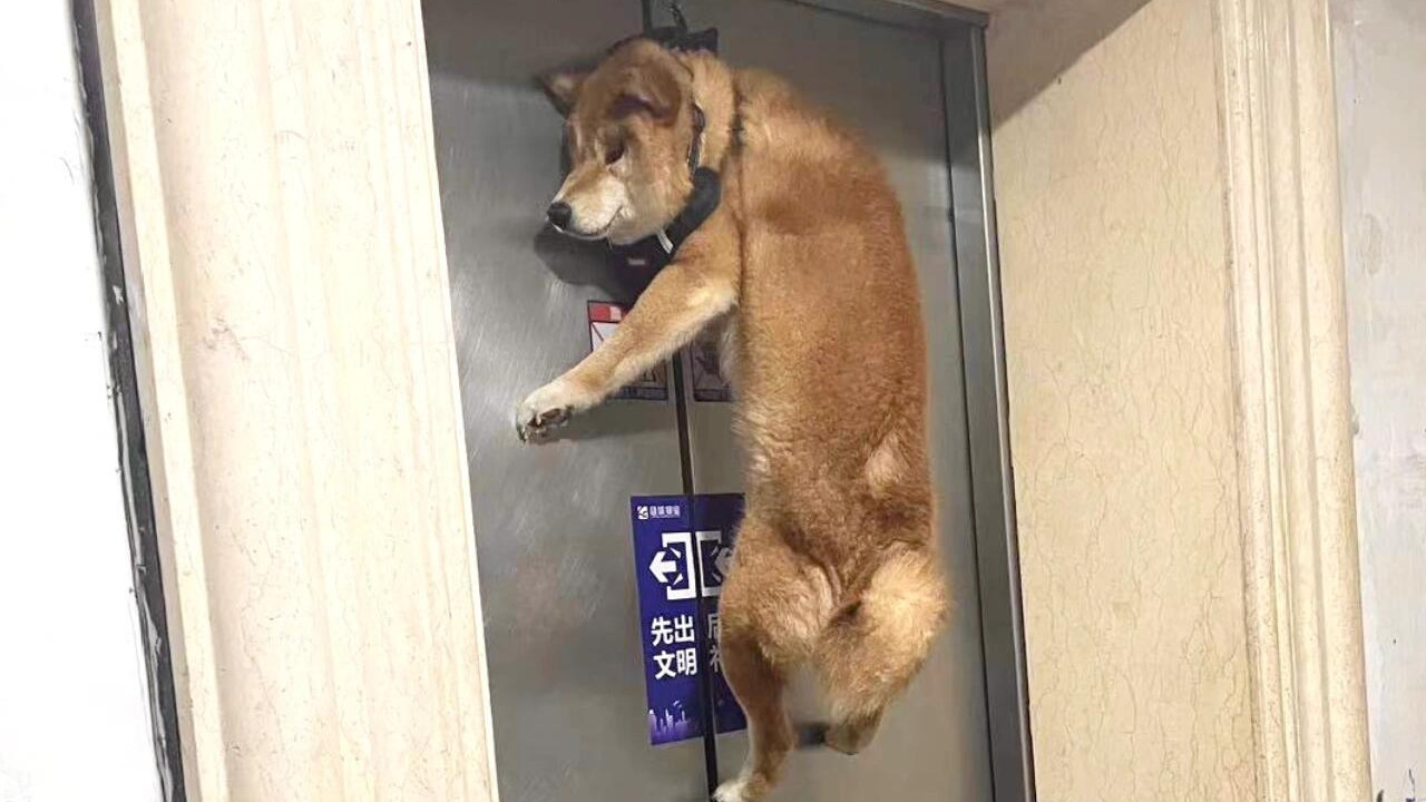 他从未想过这样的事也会发生在自家狗身上