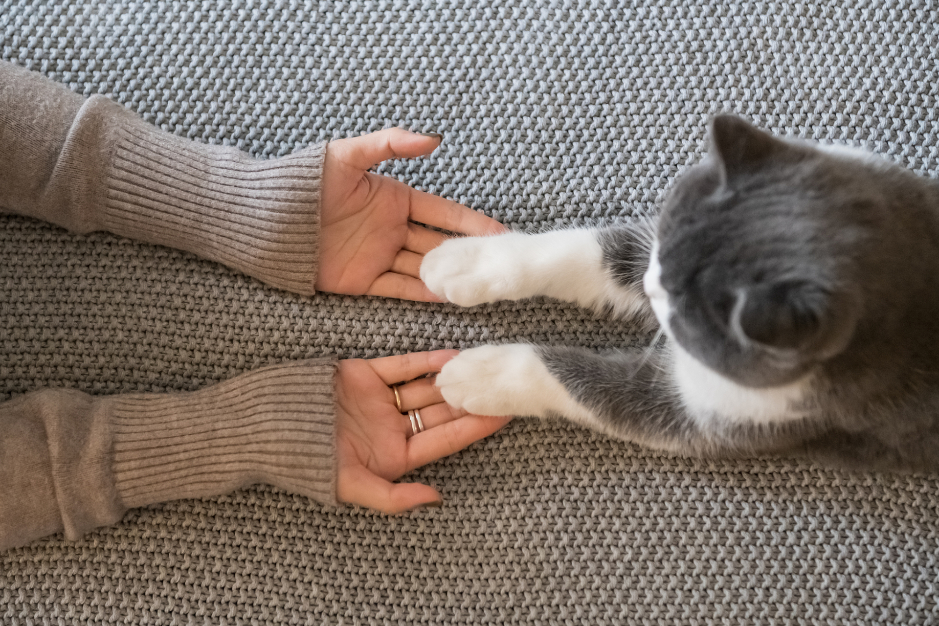 主人摸猫咪爪子，猫心里居然会这么想！