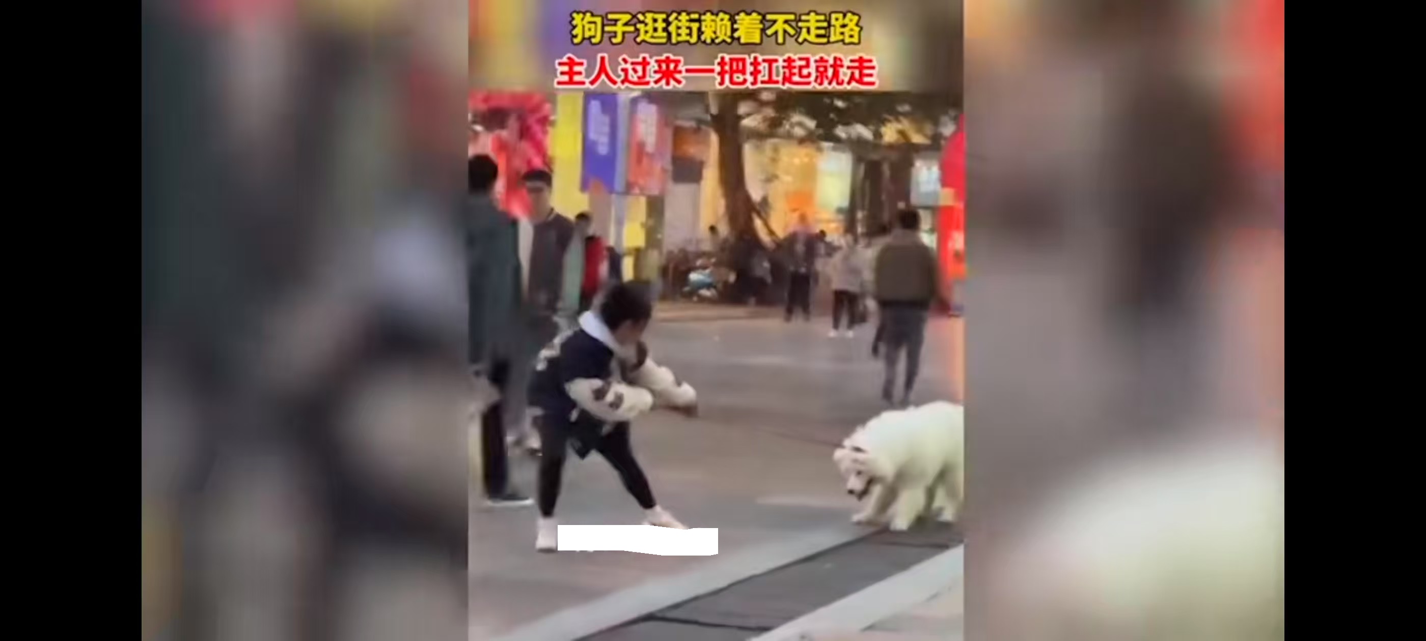 狗子逛街赖着不走路