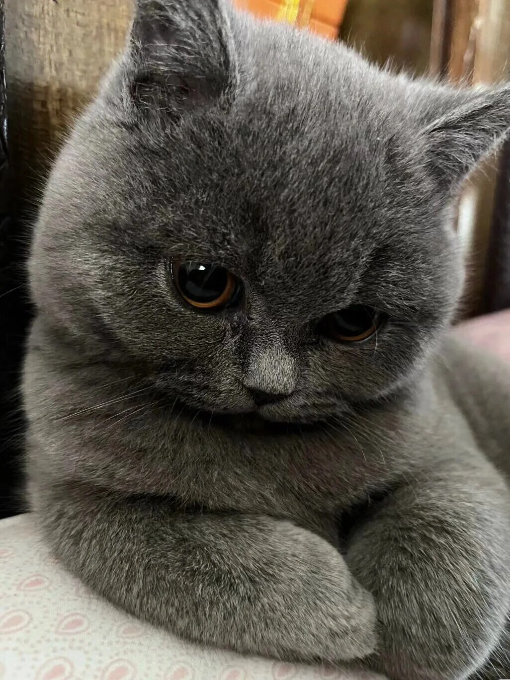 到底是谁在养蓝猫啊
为什么都在说蓝猫油腻啊？？！！
真的没人觉得肉嘟嘟的蓝猫很可