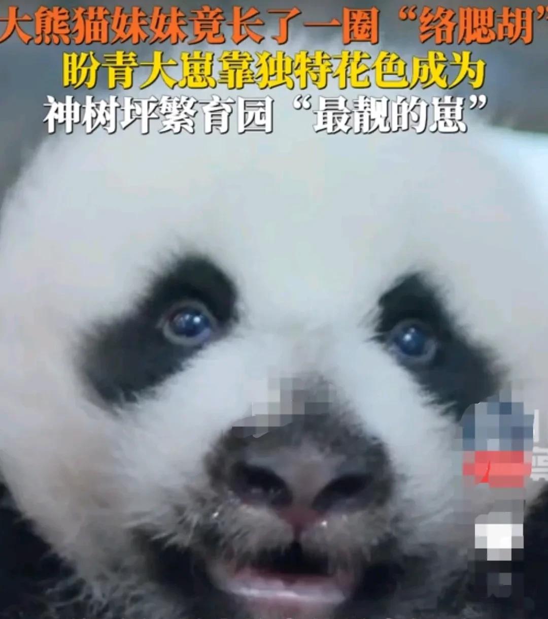 四川神树坪大熊猫繁育基地，大熊猫盼青的幼崽，小熊猫竟然长了一圈络腮胡。
小熊猫虽