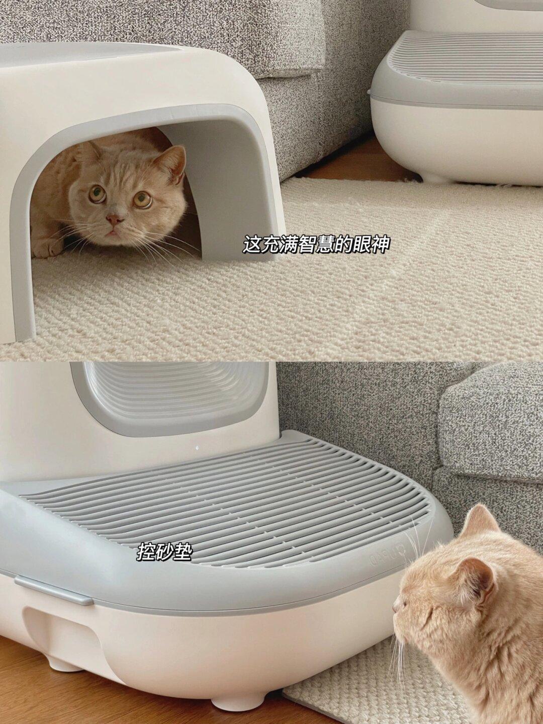 对不起钱钱，我比小猫咪更需要它们
