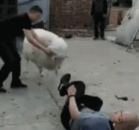 为什么羊没能成为人类的宠物？

因为羊是沙币，没有智商，没有同理心。

养过羊的