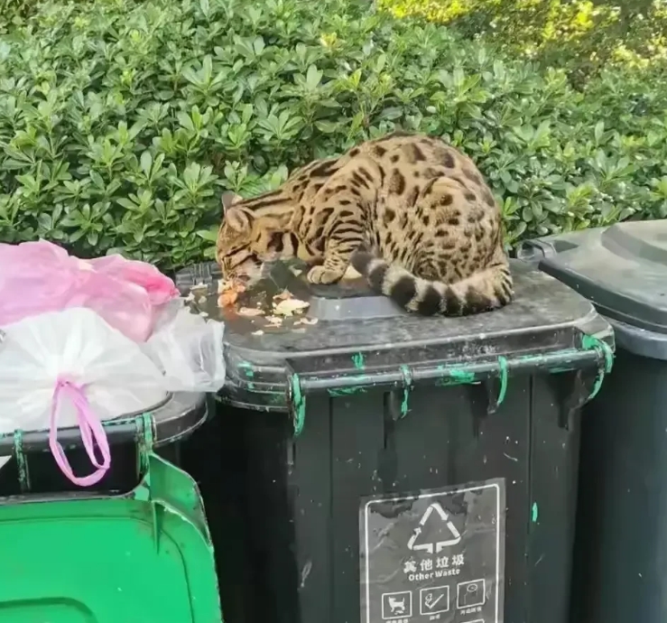 浙江，有一名女子在一个小区里，看到有一只流浪猫正在蹲在垃圾桶里吃东西，女子一眼认