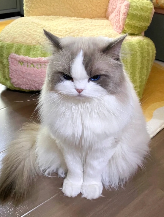 为什么看它生气的样子我好开心啊！

跟我的猫吵架了，它自个坐沙发上生闷气，该不会