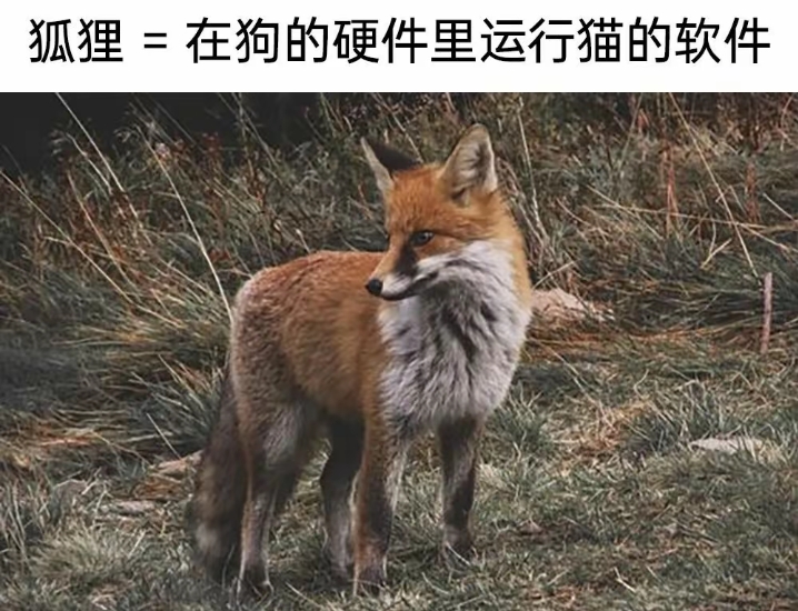 这狐狸是猫和狗的结合体吧