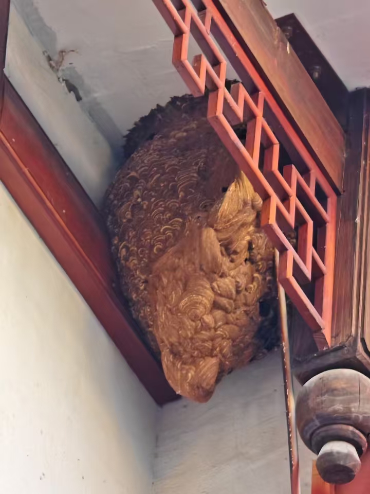 出差回家发现这个家伙，怎么办？