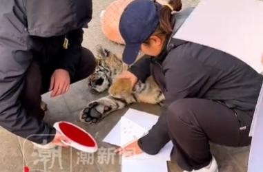 老虎也逃不过“打工”命运啊！山西临汾动物园最近推出了一款非常有创意的挂历，每本售