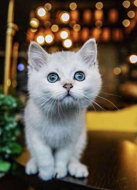 猫咪走丢别慌，这份找猫指南来救急