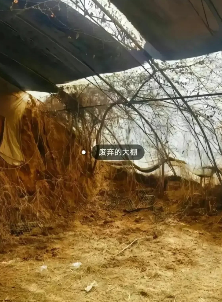 杀害王同学的3名初中生很难全身而退了！据邯郸肥乡官微消息，3月11日，涉案犯罪嫌