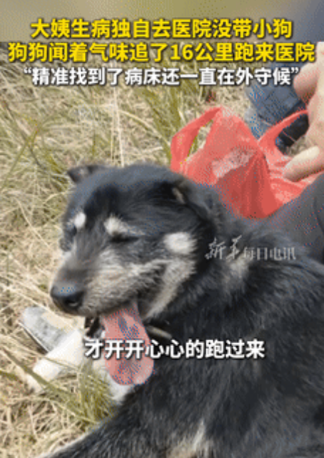 看哭了！贵州，女主人生病独自住院，谁料，小狗居然闻着气味，跑了16公里追到医院病