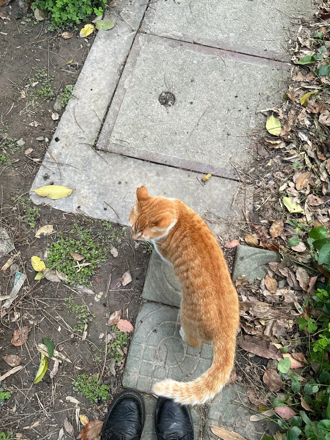 第一次发现猫咪是会看人脸色的……
一直投喂的小野猫，每天下班都会喂根猫条顺便撸一