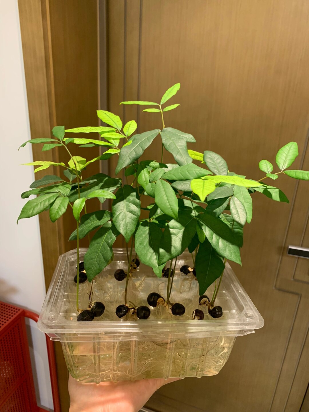 水培龙眼小苗的成长日记🌱

今天我想和大家分享一个特别的小实验——水培龙眼小苗