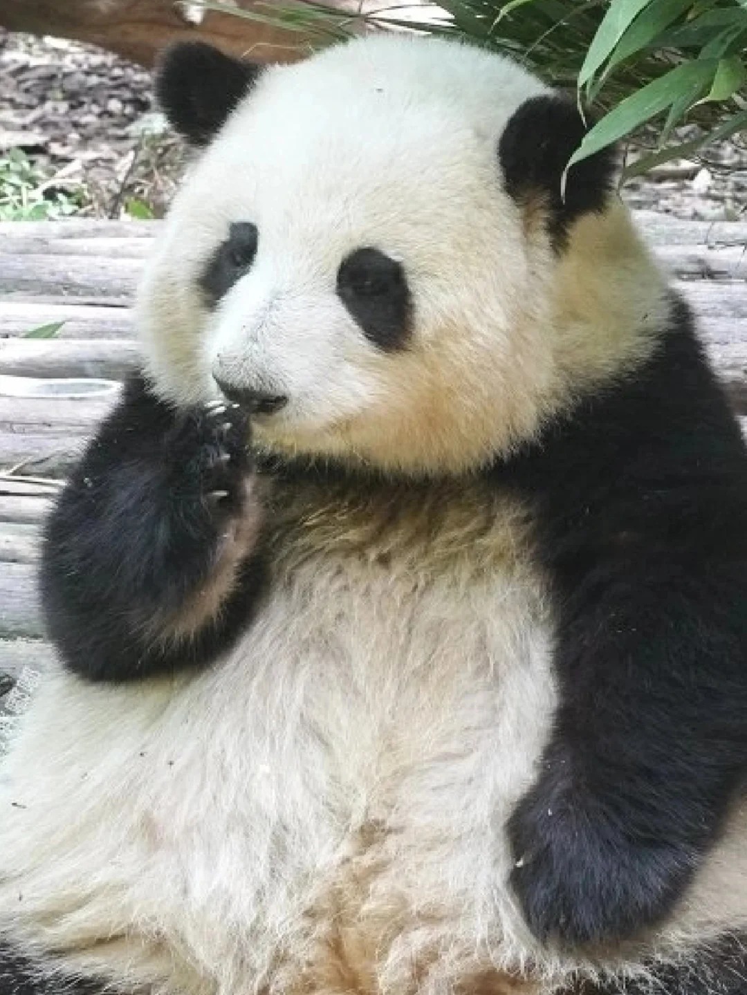 姨姨们听说俺当上花局啦嘛
嘿嘿！！恭喜我嘟花宝成功晋升花局长哈哈