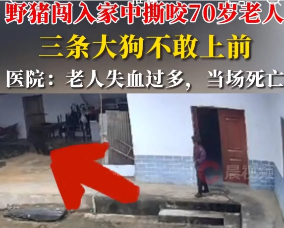 上午9点57分，野猪闯进家中袭击70岁老人，导致老人当场死亡，据说事件起因是因为