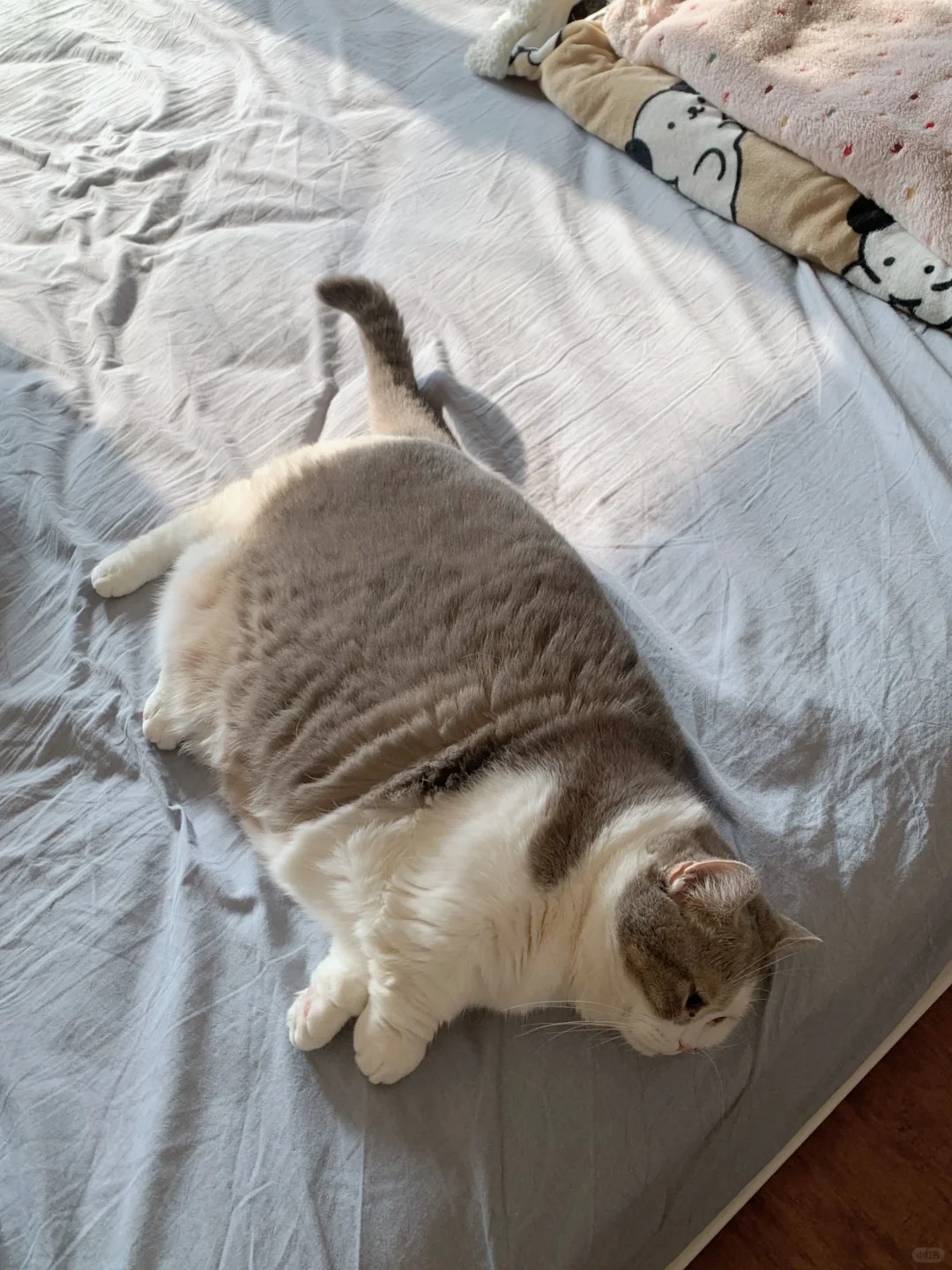 你出去上班关我小猫p事~
羡慕啊！我是真的羡慕啊！
一个个晒着太阳睡着觉，不需要